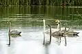 Young whooper swans with parents at Stawinoga ponds, Poland