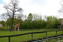 Rothschild's giraffe