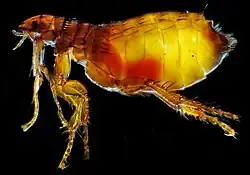 Female cat flea ("Ctenocephalides felis")