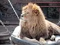 Richard the Lion at the Kharkiv Zoo