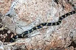 Micrelaps type species; Müller's snake (M. muelleri)