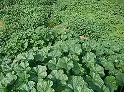 Wild Cheeseweed Field, Behbahan