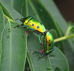 Calliphara excellens copulating.