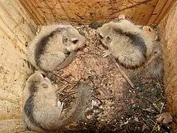 Brown and white dormice