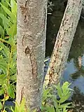 Bark of a young plant
