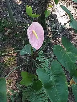 The pink bract of Anthurium andraeanum 'Pink Lady'