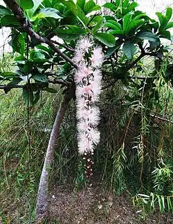 Flowers of B.&nbsp;racemosa
