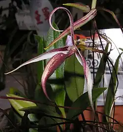 Specimen with red petals