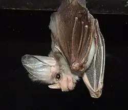 Gray bat