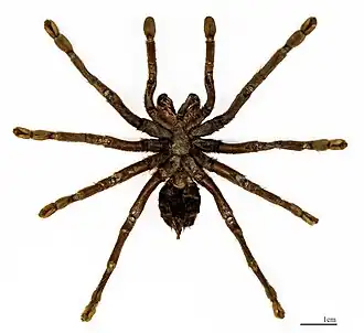 Citharacanthus spinicrus - specimen ventral view