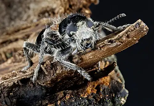 Clerus mutillarius portrait