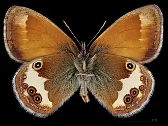 Coenonympha arcania ♂ △