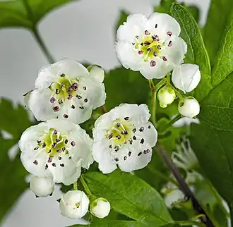 Close-up of C. monogyna flowers