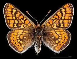 E. a. provincialis ♂