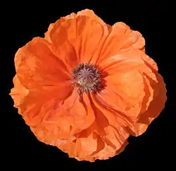 Poppy flower