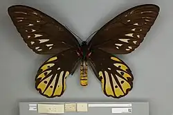 A ventral/underside view of an adult female Queen Alexandra's birdwing showing the red hairs on the thorax with a red and black striped abdomen and black veined wings with yellow and pale brown markings.