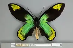 Ornithoptera victoriae regis, male dorsal view