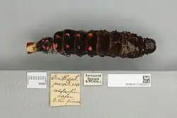 Ornithoptera paradisea larva, dorsal view