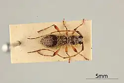 A picture of tricondyloides persimilis