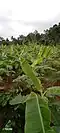 Young Vegetative stage Myndoli Banana plant at 2-3 months