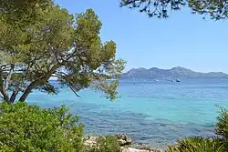 A pine tree in Formentor inspired the local poet Miquel Costa i Llobera