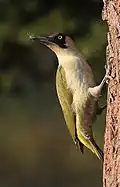 Green woodpecker