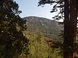Picture of a mountain with trees on it. Trees also appear in the foreground of the image.
