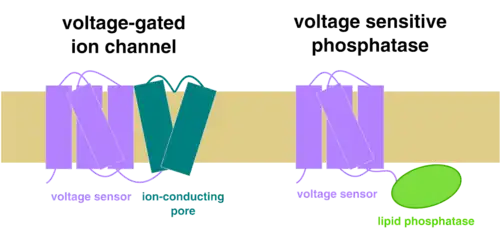 "a cartoon comparison of voltage-gated ion channels and VSPs"