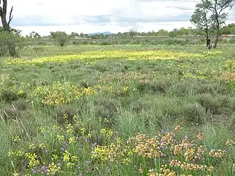 Field of mixed colours
