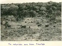 The view of the waterholes from Treetops, 1935