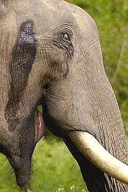 An asian elephant bull in "musth", a period when testosterone levels run high and pheromones are secreted from temporal glands