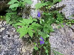 Here labeled as dark bellflower