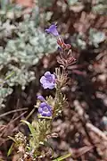 Flowers of Penstemon goodrichii