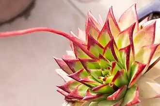 Many plant species at the garden