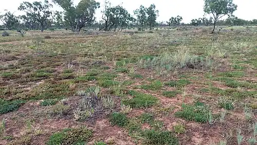 Claypan with large catchment