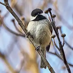 A black-capped chickadee perched on a small tree branch