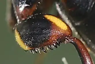 ♀ – Tooth row on the apical ventral side of the posterior femur