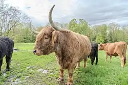 Scottish Highland Steer