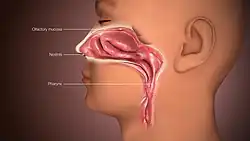 3D medical animation still shot depicting a human nose
