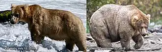 Two contrasting photographs of the same bear. In the second photo, the bear is carrying a large amount of fat