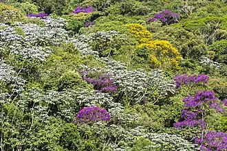 In habitat (plants with purple flowers), near the Parque Nacional do Caparaó, Brazil