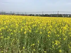 A piece of yellow rapeseed flowers in former Xieleqiao Town (now Huitang Town).