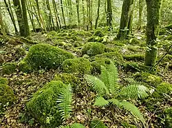 A rocky and mossy forest in the ancient Nannau Deer Park