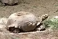 A tortoise in Sanda Kyarimi Park Zoo