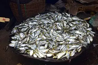 Fish caught at Makoko