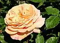 'Abraham Darby'[16][17]