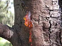 closeup of trunk and bark with single point showing oozing transparent golden gum-like substance