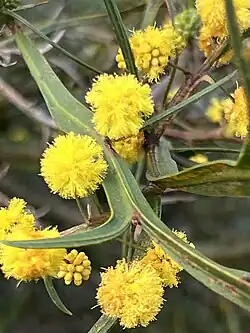 Narrow, forking green leaves with bright yellow, globular flower clusters