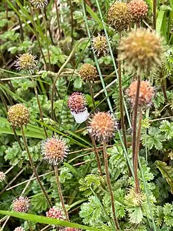 Some small bidibids centred in the photo