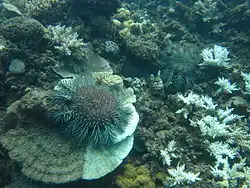 Image 32Crown-of-thorns starfish and eaten coral off the coast of Cooktown, Queensland (from Environmental threats to the Great Barrier Reef)